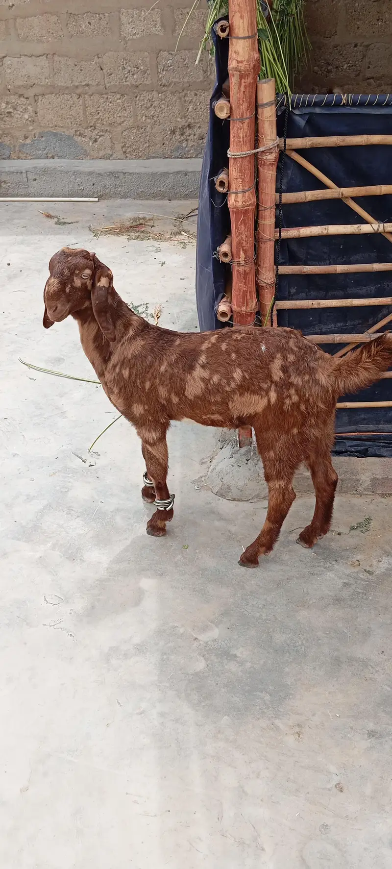 Bakra add pura parhe. — photo 3