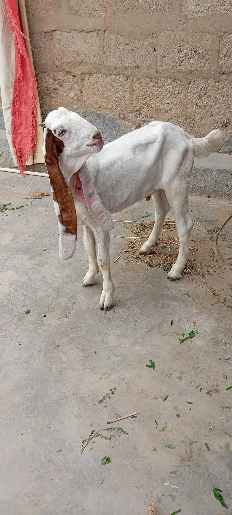 Bakra add pura parhe. — photo 5