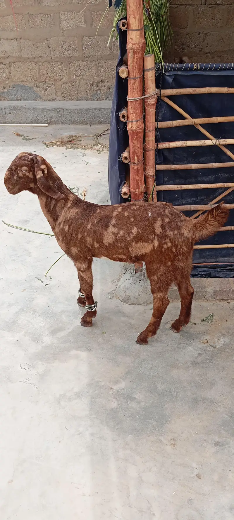 Bakra add pura parhe. — photo 6
