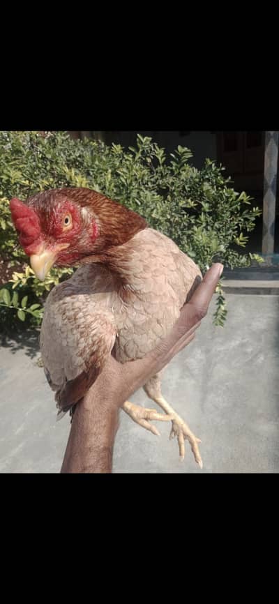 Amroha aseel for sale Rawalpindi