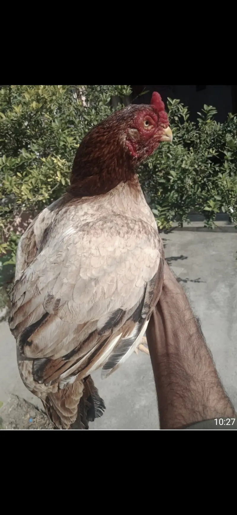 Amroha aseel for sale Rawalpindi — photo 2