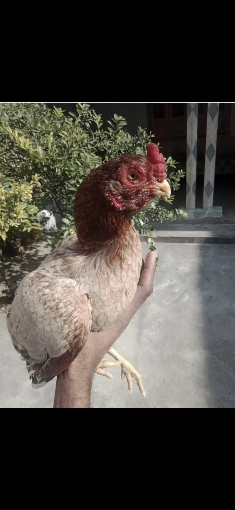 Amroha aseel for sale Rawalpindi — photo 3