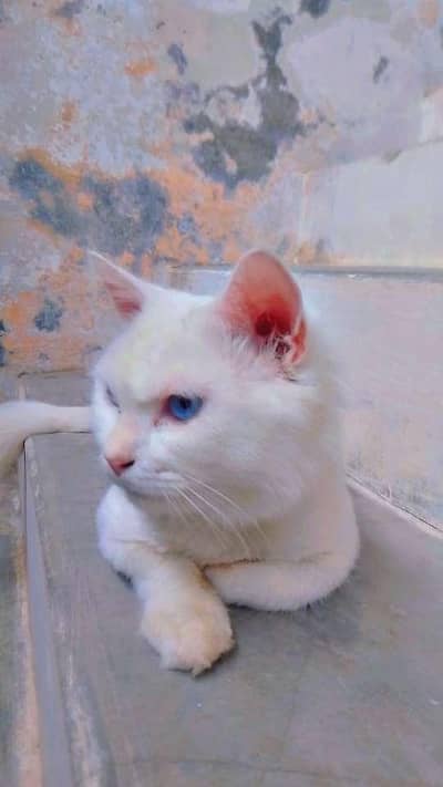 sale a cat