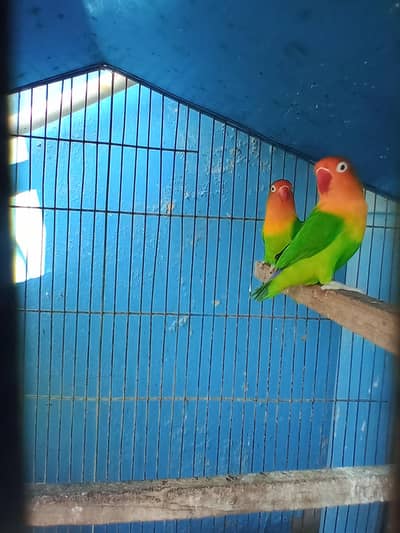 FISHER (PAIR)