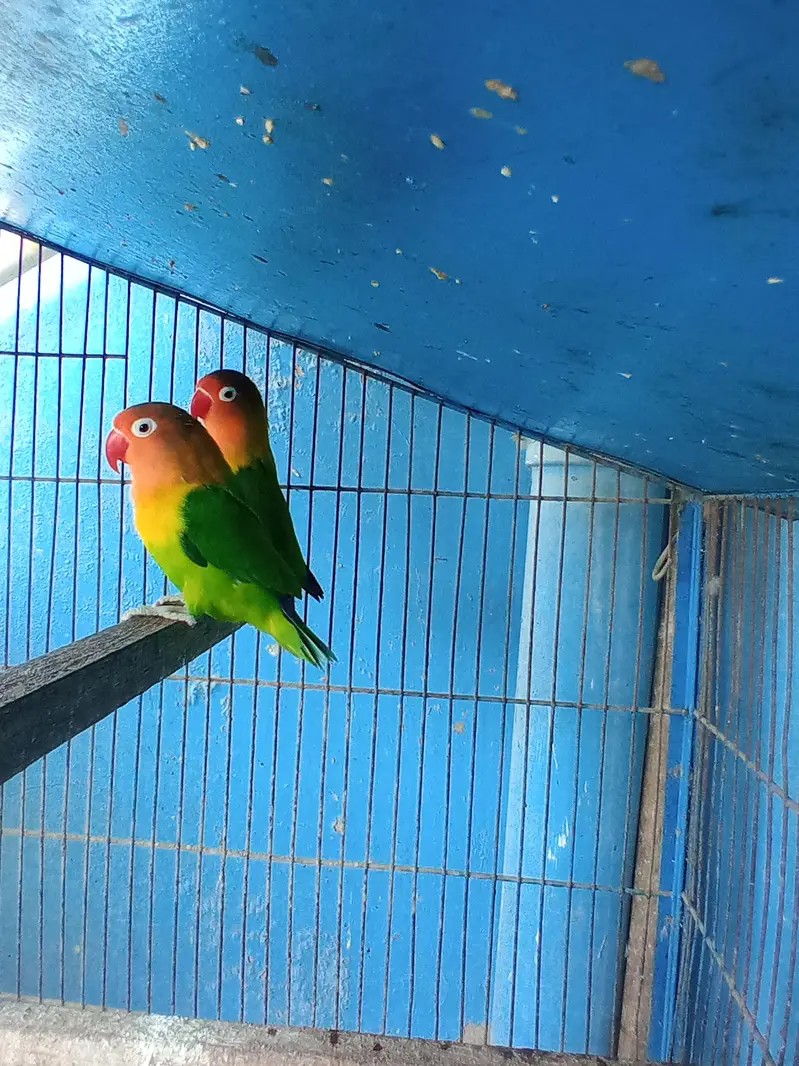 FISHER (PAIR) — photo 2