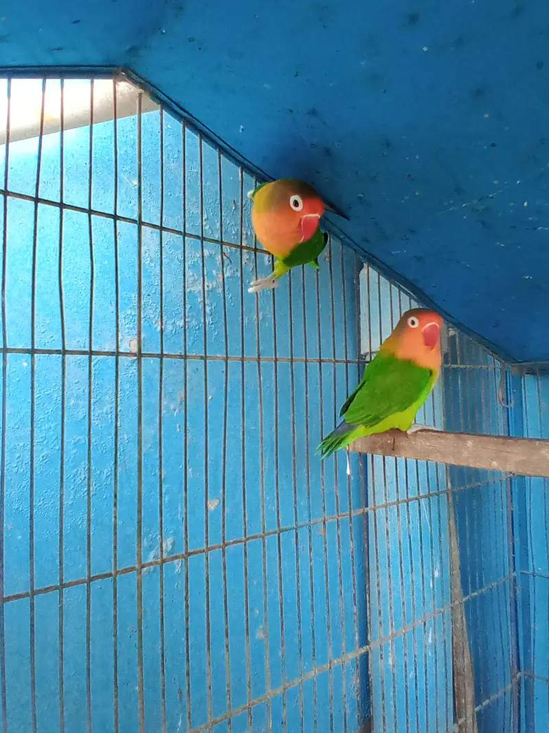 FISHER (PAIR) — photo 3