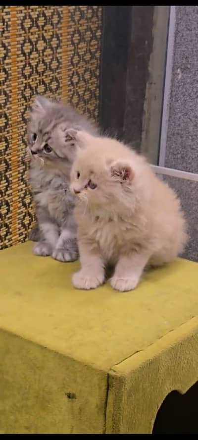 Quality Persian Punchface cat & kitten. moreWhatsApp 03265642090