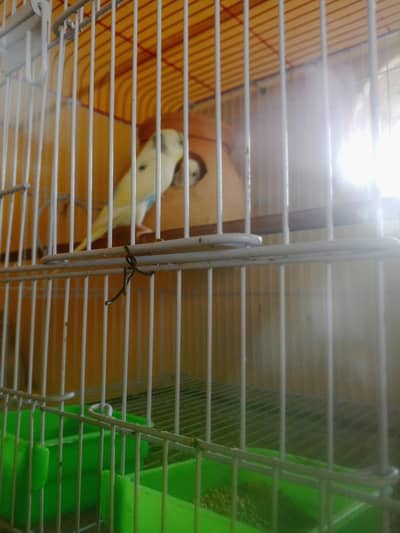 Budgie Breeder Australian Bajri parrot