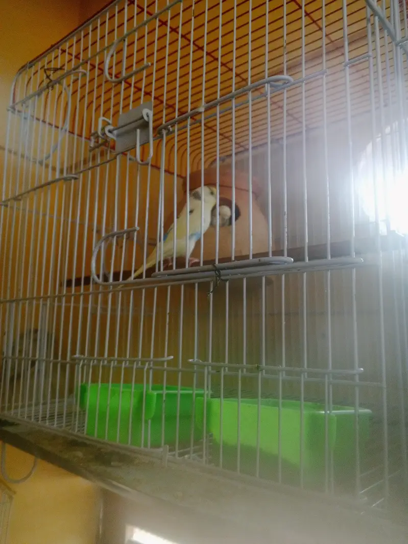 Budgie Breeder Australian Bajri parrot — photo 2
