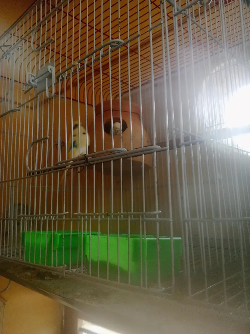 Budgie Breeder Australian Bajri parrot — photo 3