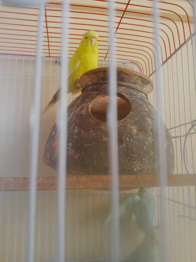 Budgie Breeder Australian Bajri parrot — photo 4
