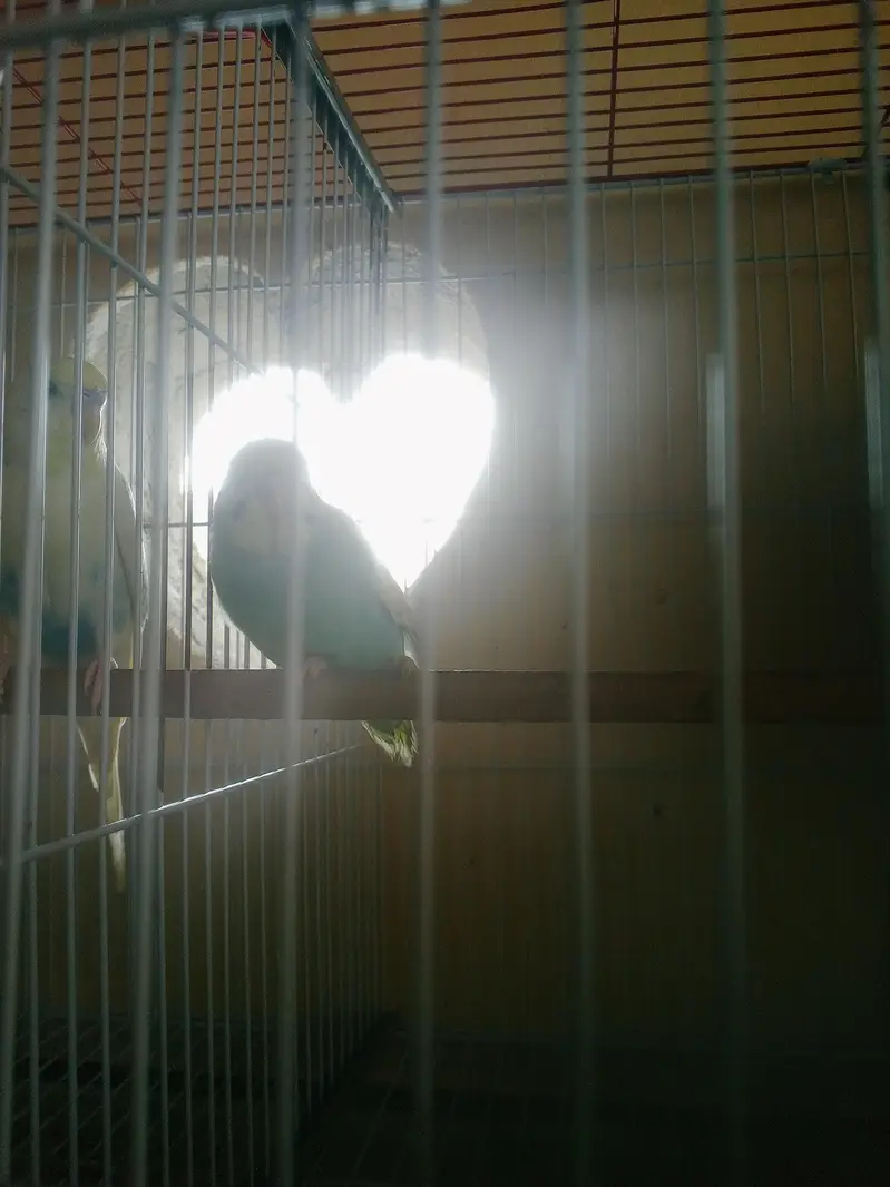 Budgie Breeder Australian Bajri parrot — photo 5