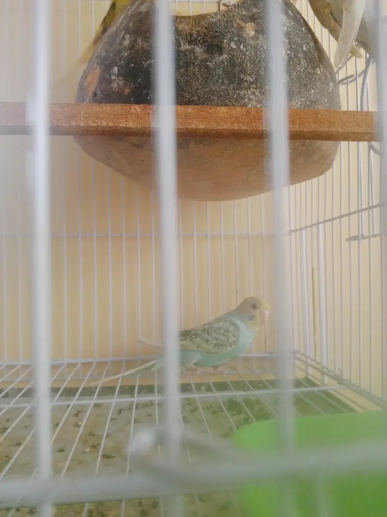 Budgie Breeder Australian Bajri parrot — photo 6