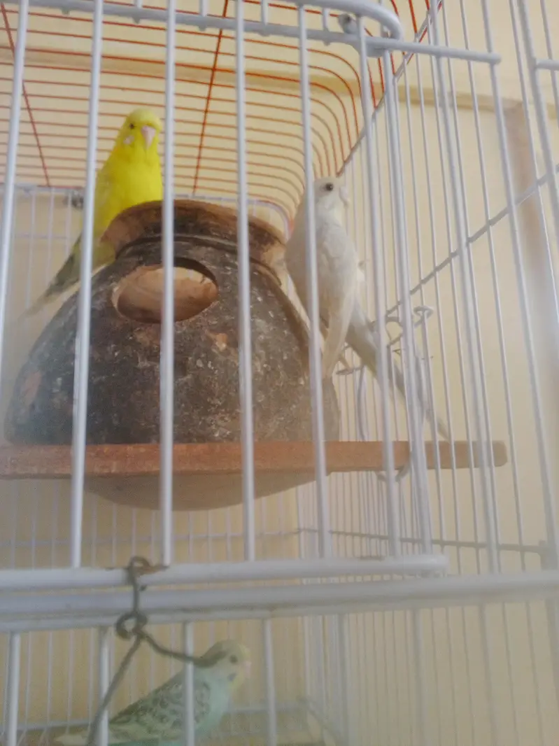 Budgie Breeder Australian Bajri parrot — photo 7