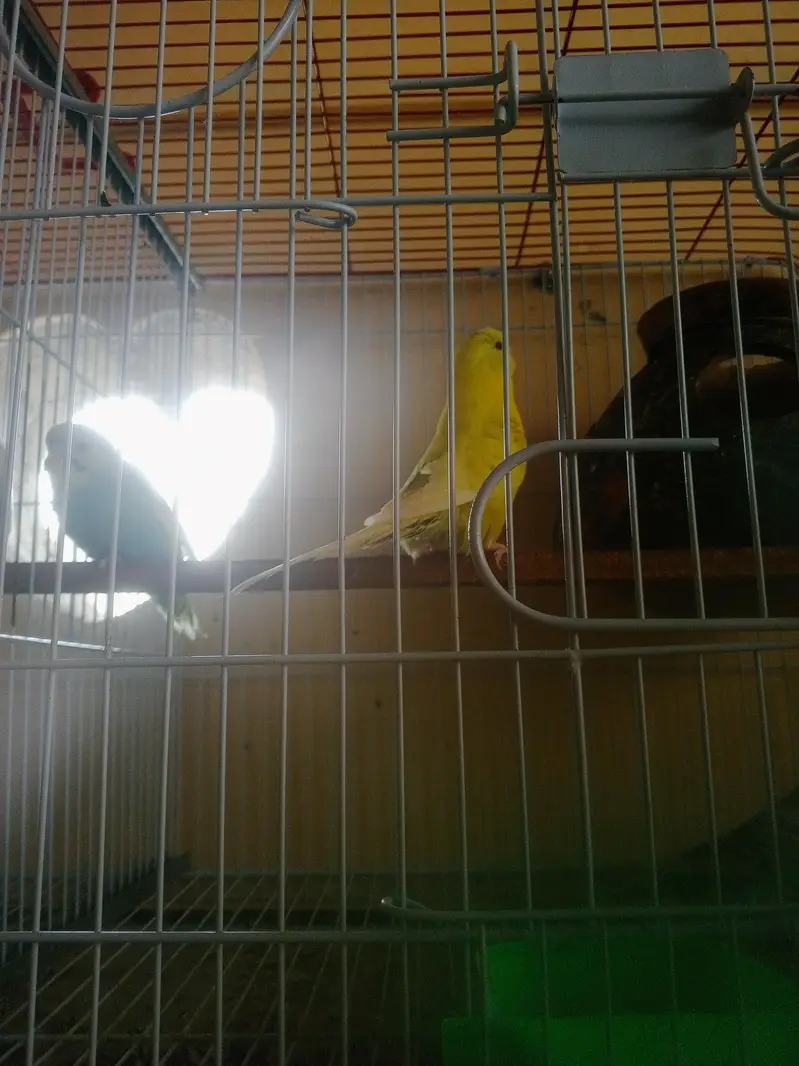 Budgie Breeder Australian Bajri parrot — photo 8