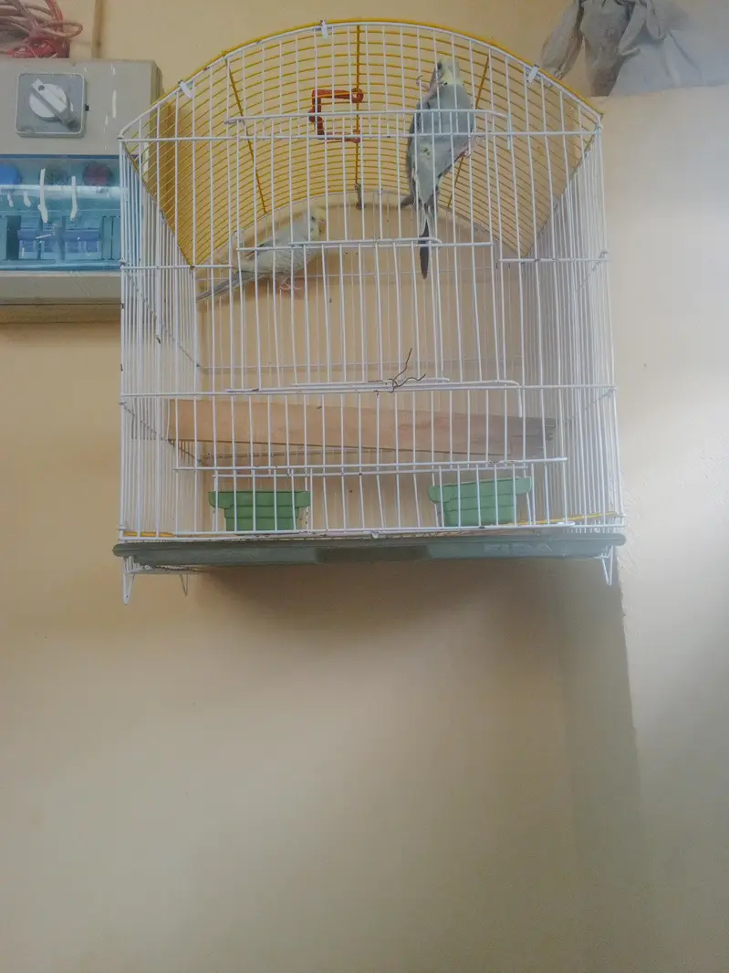 Budgie Breeder Australian Bajri parrot — photo 9