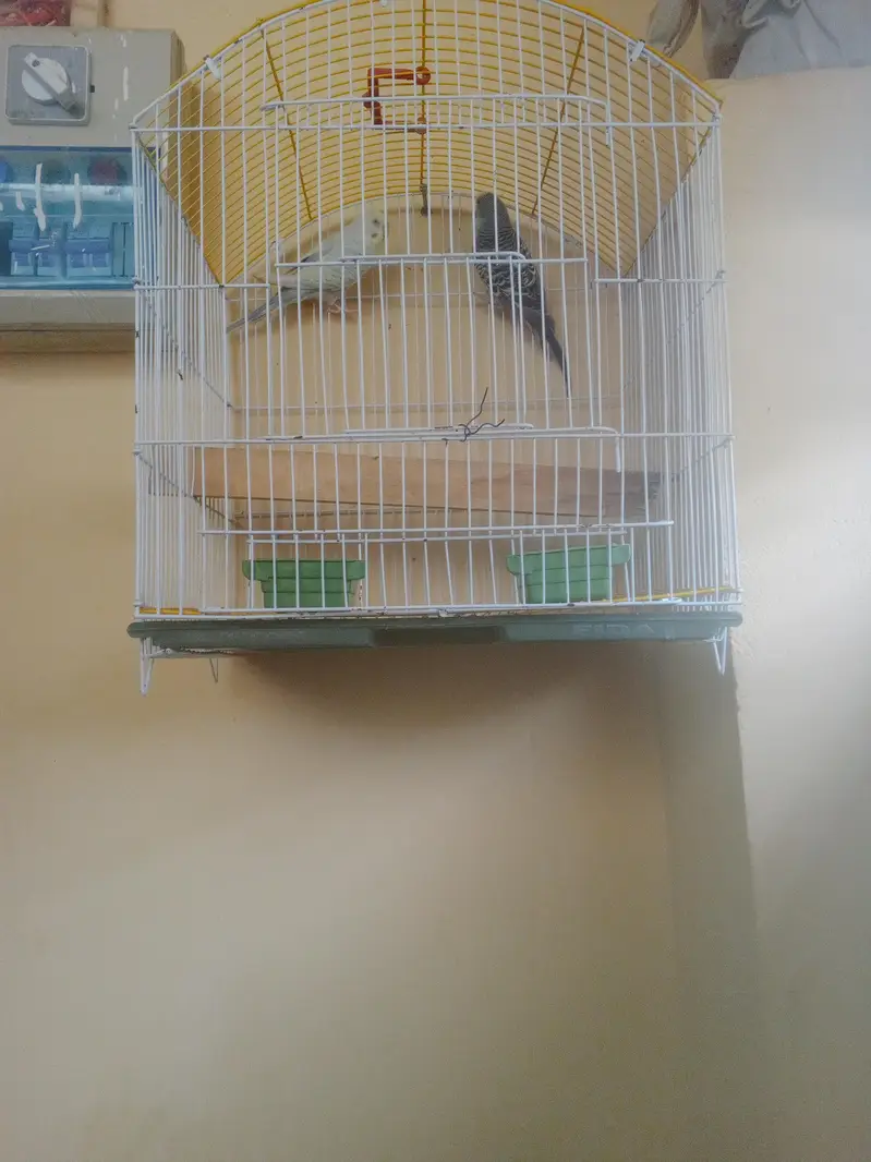 Budgie Breeder Australian Bajri parrot — photo 10