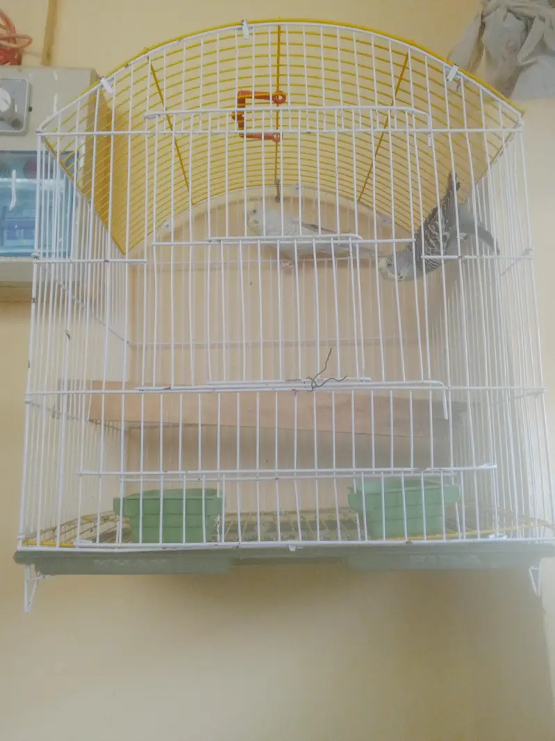 Budgie Breeder Australian Bajri parrot — photo 11
