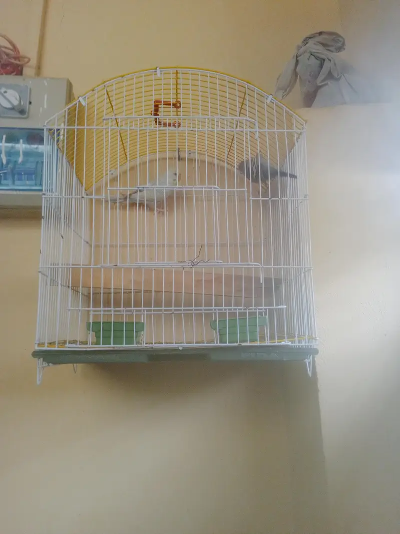 Budgie Breeder Australian Bajri parrot — photo 12