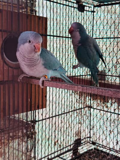 blue monk breeder pairs with dna