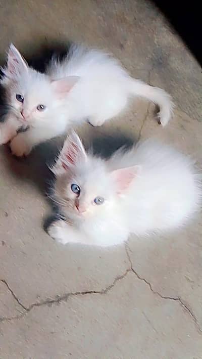 #kitten #cat #cute cats