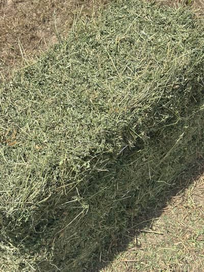 lucerene,Alfalfa( lusan)