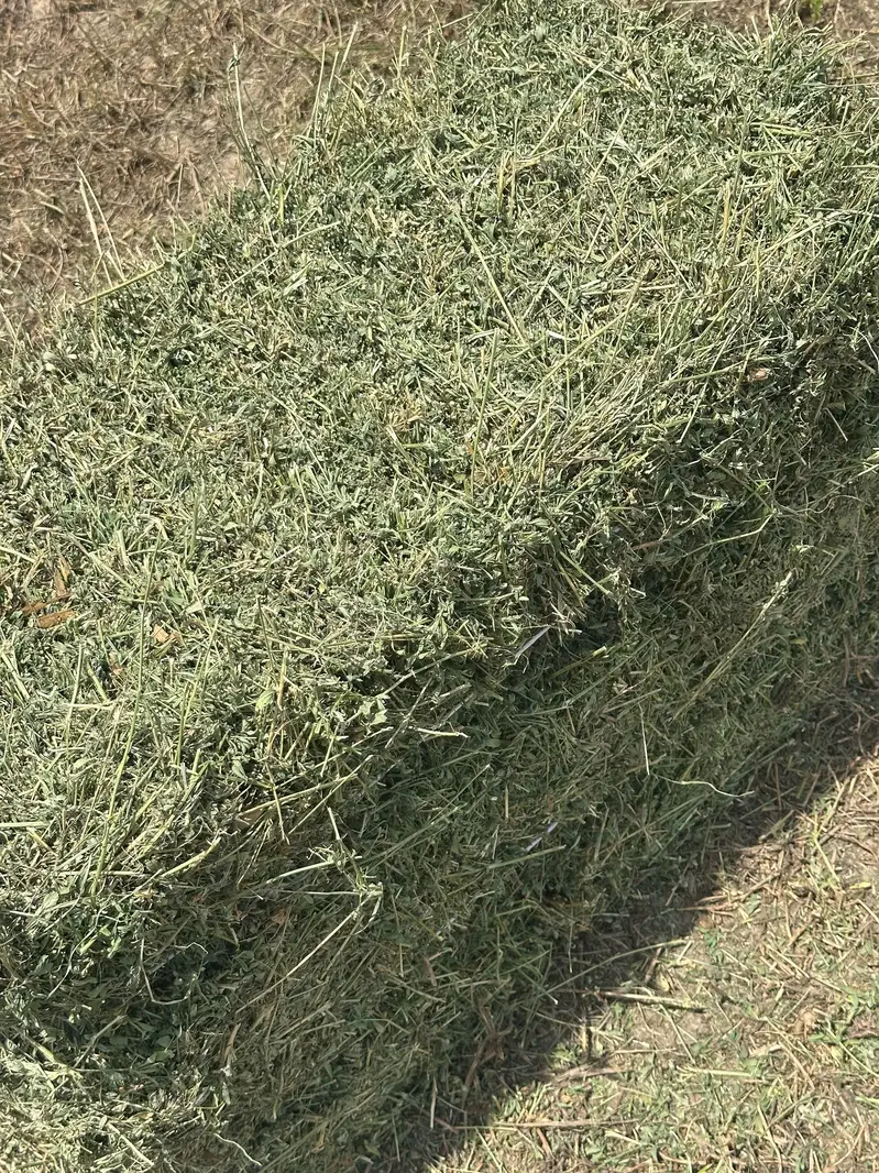 lucerene,Alfalfa( lusan)