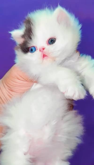 Quality Persian Punchface cat & kitten. moreWhatsApp 03714663282
