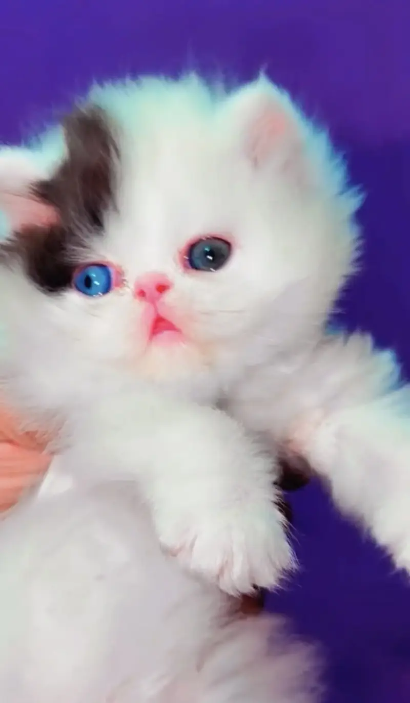 Quality Persian Punchface cat & kitten. moreWhatsApp 03714663282 — photo 2