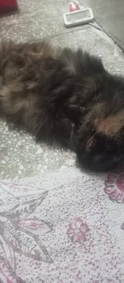 pure triple coated Persian female on heat