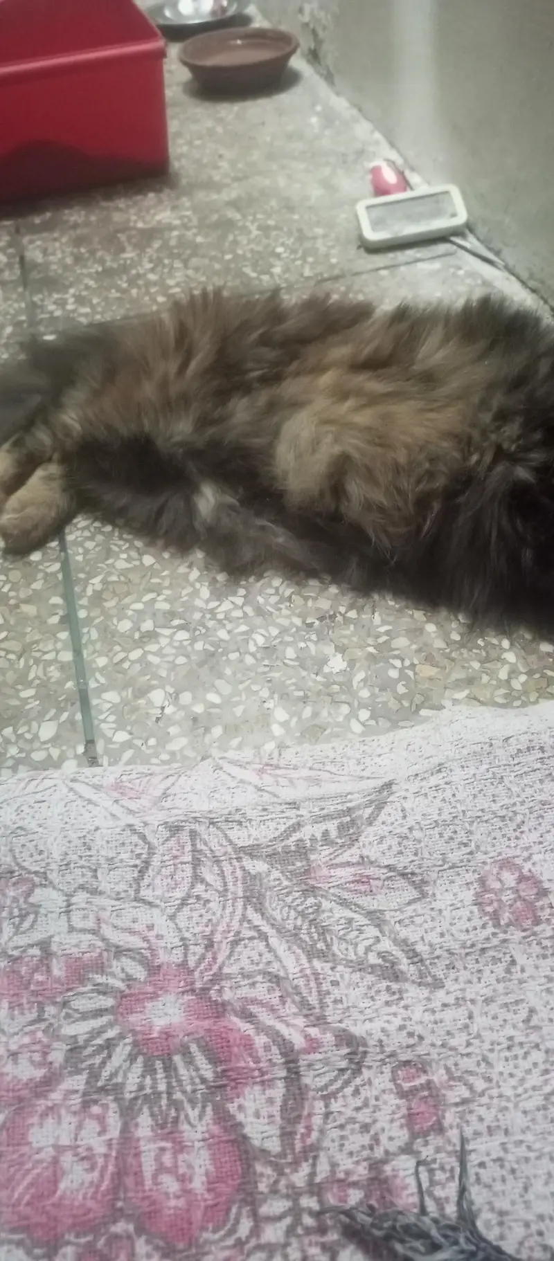 pure triple coated Persian female on heat — photo 2