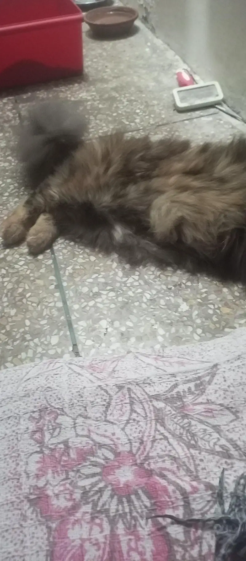 pure triple coated Persian female on heat — photo 3