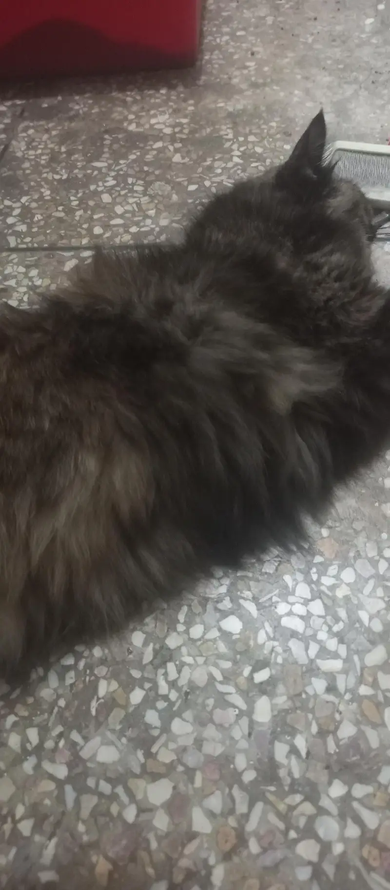 pure triple coated Persian female on heat — photo 4