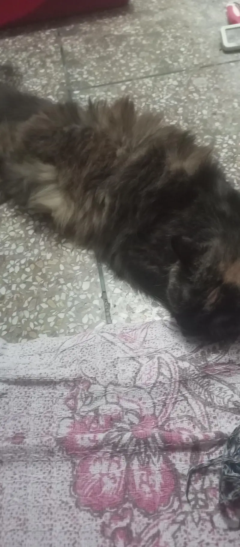 pure triple coated Persian female on heat — photo 5