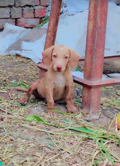 Pointer female for sale.