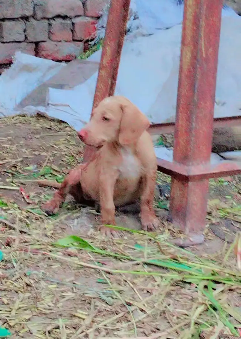 Pointer female for sale. — photo 2