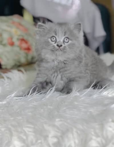 Quality Persian Punchface cat & kitten. moreWhatsApp 03714663282
