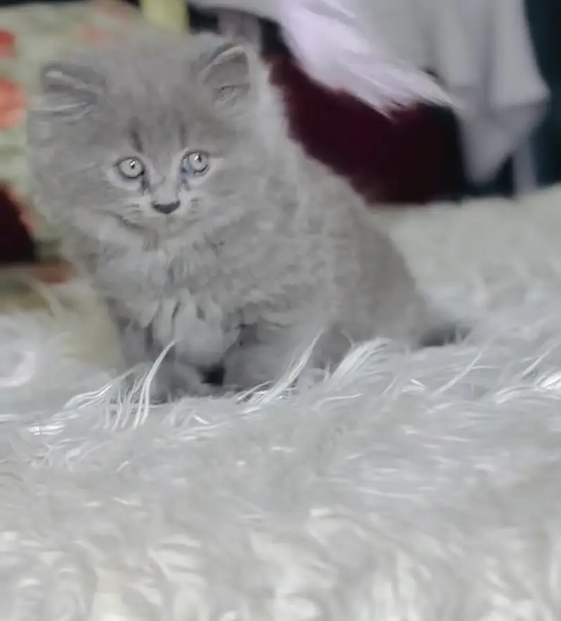 Quality Persian Punchface cat & kitten. moreWhatsApp 03714663282 — photo 2