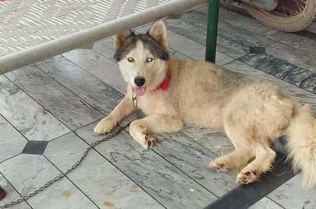 Husky For Sale
