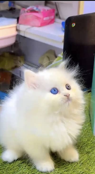 Quality Persian Punchface cat & kitten. moreWhatsApp 03714663282