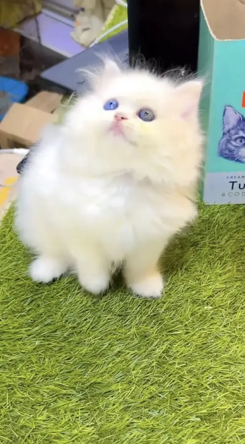 Quality Persian Punchface cat & kitten. moreWhatsApp 03714663282 — photo 3