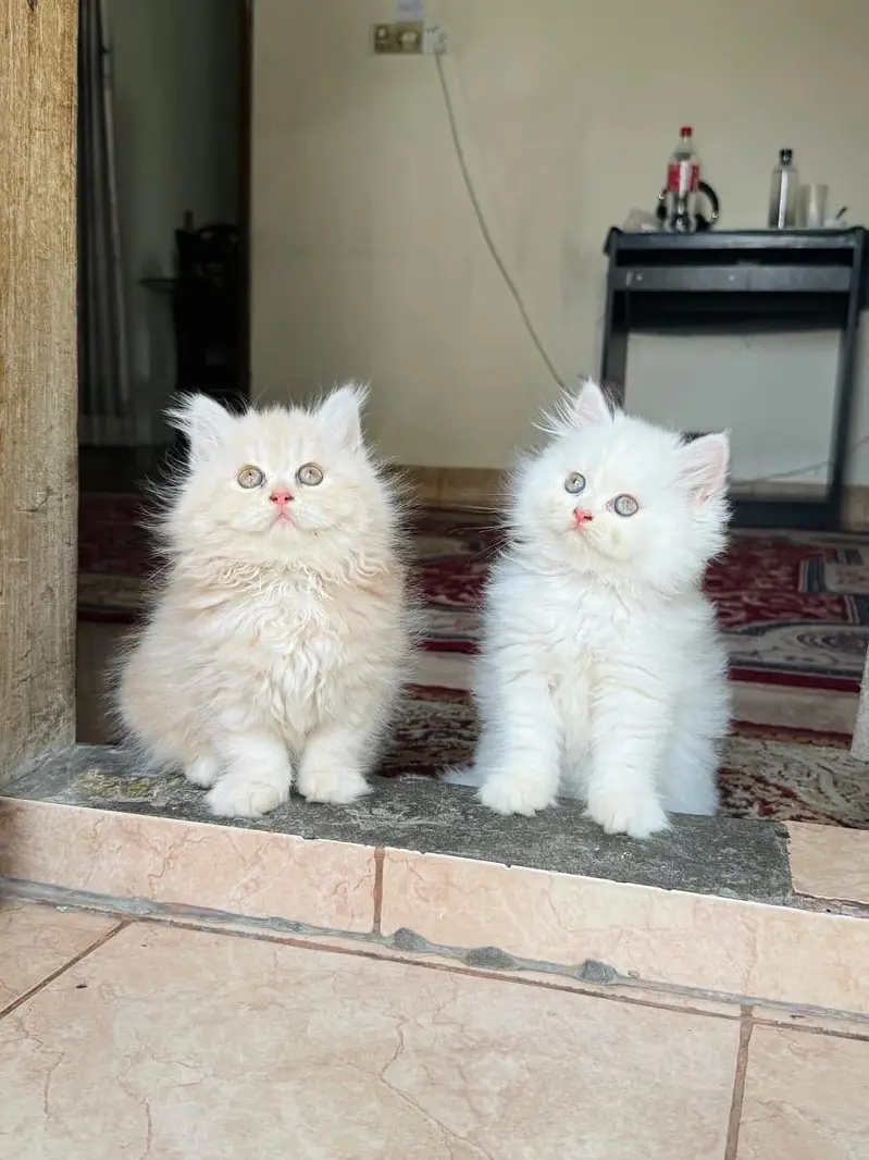 Quality Persian Punchface cat & kitten. moreWhatsApp 03714663282 — photo 2