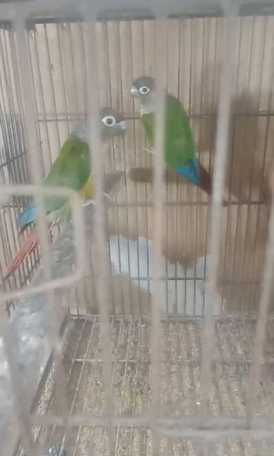 green chick conour breeder pair.