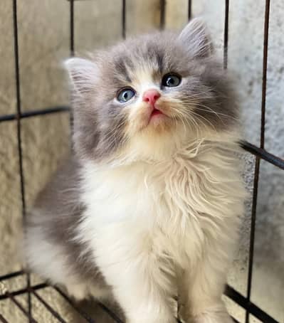 Quality Persian Punchface cat & kitten. moreWhatsApp 03714663282