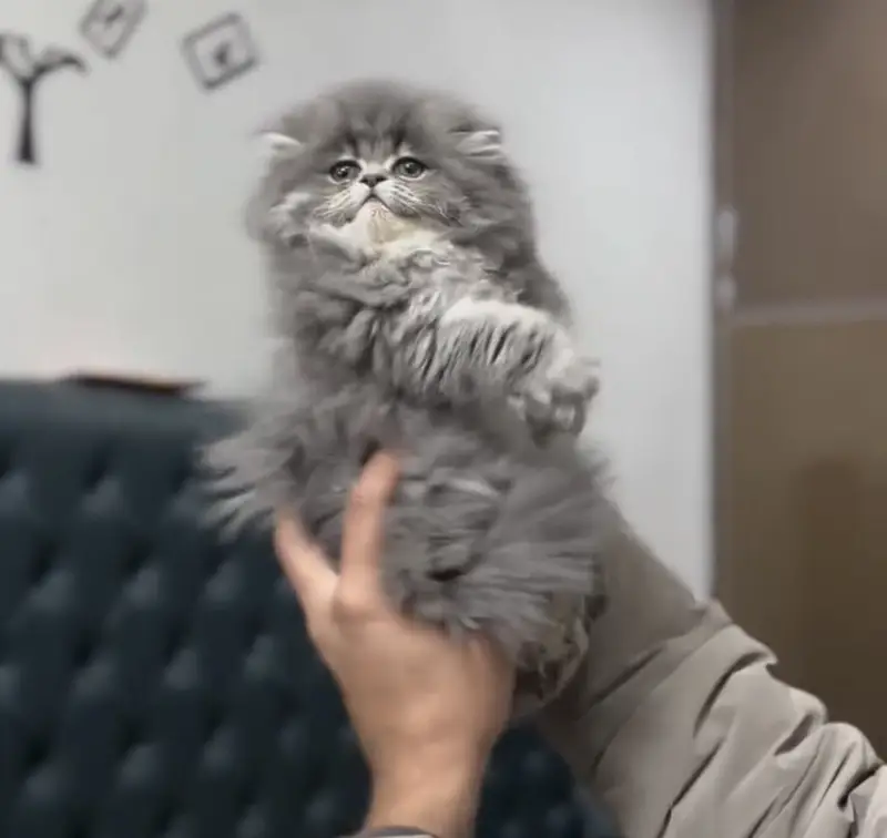 Quality Persian Punchface cat & kitten. moreWhatsApp 03714663282 — photo 3