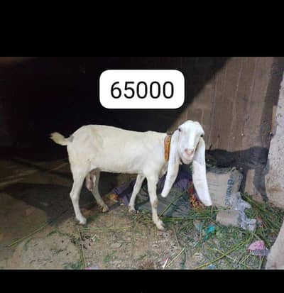 white goats available