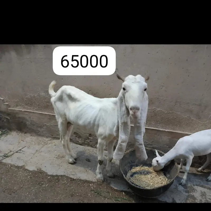 white goats available — photo 2
