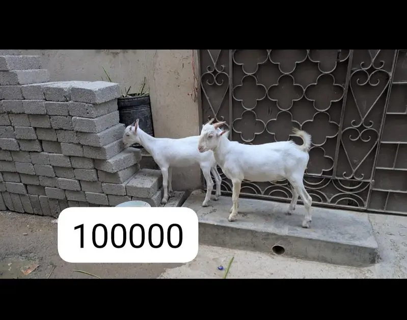 white goats available — photo 3