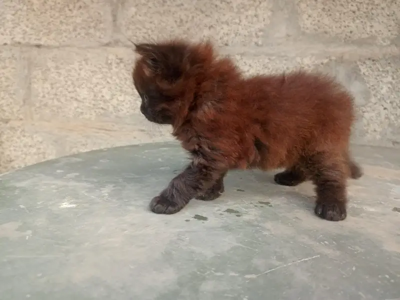 Himalayan pension kittens for sale — photo 2