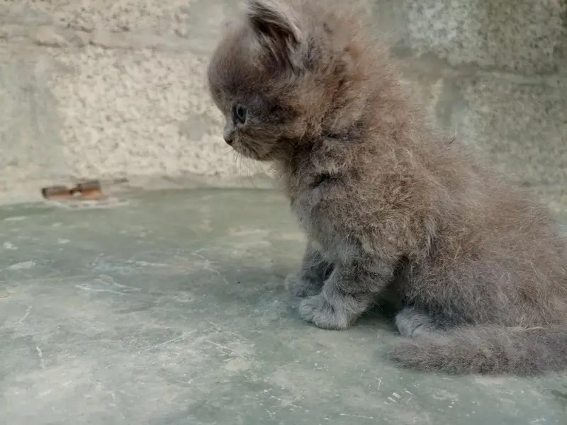 Himalayan pension kittens for sale — photo 3